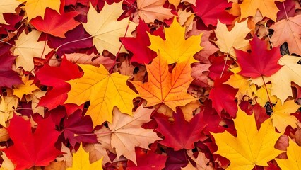 Vibrant autumn maple leaves scattered on the ground