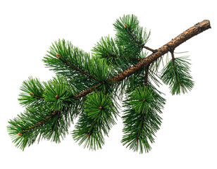 Evergreen branch with pine needles on a twig
