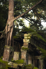 Fototapeta premium Ancient Tree Roots Over Mossy Angkor Temple Roof In Cambodian Jungle