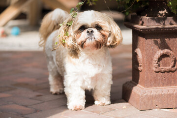 Shih Tzu auf der sonnigen Terrasse