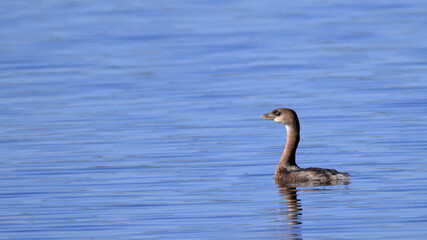 Pied-billed grebe swimming in a calm lake on a sunny day