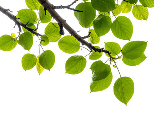 Sunlit tree branches with vibrant green leaves, against black