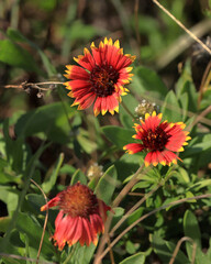 Vibrant wildflowers in a natural outdoor setting with red and yellow petals
