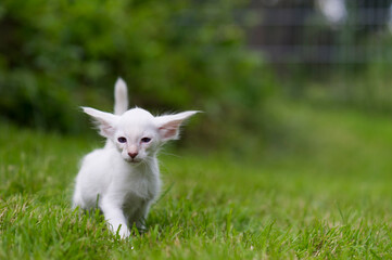 Balinesen K&auml;tzchen l&auml;uft durch den Garten