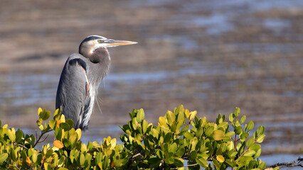 Great blue heron perched on a bush in its natural habitat