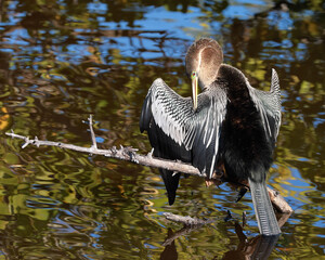 Anhinga bird perched on a branch, preening its feathers in the sunlight