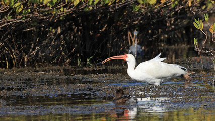 White ibis wading in shallow water with a long, curved beak