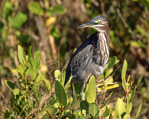 Green heron perched on a branch in natural habitat, Florida wildlife