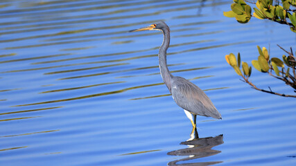 A Tricolored Heron stands gracefully in the calm, blue waters of a wetland habitat