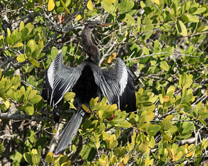 Anhinga bird with wings spread wide in a Florida mangrove tree