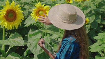 farmer grows blooming fresh sunflowers field. modern farm cultivation using digital tablet....