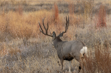 Mule Deer Buck During the Rut in Autumn in Colorado