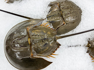 Fresh raw horseshoe crab in the market for sale