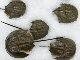 Fresh raw horseshoe crab in the market for sale