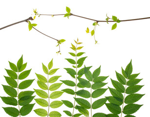 Spring foliage, branches with fresh sprouts against a black backdrop