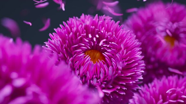Looping 3D animation featuring pink aster flowers swaying gracefully as soft petals glide through the air, enhancing the tranquil floral mood.