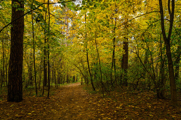 Obraz premium Forest path in autumn park covered with falling leaves. Beautiful woodland landscape during fall season for nature background.