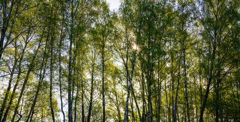 Obraz premium Sunlight filtering through the tall birch trees in a lush green forest, creating a serene and captivating natural landscape for nature enthusiasts.