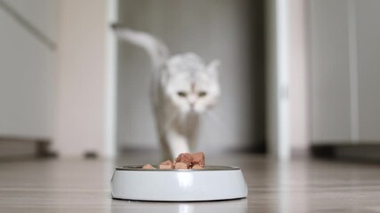 Cat approaches food bowl in kitchen, moving slowly on floor toward meal while staying focused on the dish