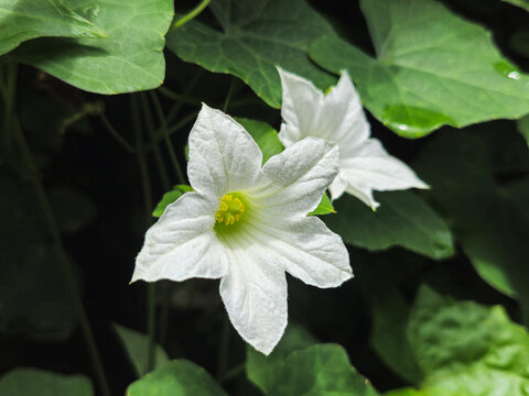 Telakucha&nbsp;or&nbsp;Ivy gourd&nbsp;(Coccinia grandis, family: Cucurbitaceae) is a&nbsp;perennial&nbsp;creeper with soft stem and fleshy leaves. It is found in different parts of Africa, Asia and Australia.&nbsp;