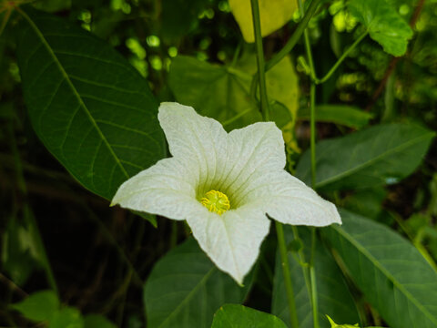 Telakucha&nbsp;or&nbsp;Ivy gourd&nbsp;(Coccinia grandis, family: Cucurbitaceae) is a&nbsp;perennial&nbsp;creeper with soft stem and fleshy leaves. It is found in different parts of Africa, Asia and Australia.&nbsp;