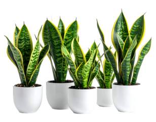Five potted green and yellow variegated snake plants, black background