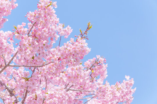 青空に映える満開の河津桜