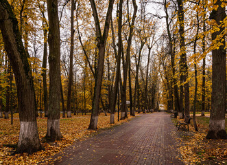 Obraz premium Park alley with bright yellow foliage and paved path on cloudy day. Beautiful autumn landscape, embracing the concept of nature's transformation and a walk in the fresh air. Golden autumn.