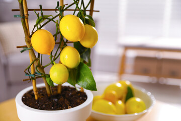 Potted lemon tree and ripe fruits on table indoors, closeup. Space for text