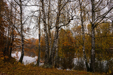 Obraz premium Autumn landscape with colorful trees reflected in water. Seasonal fall scenery with yellow and orange foliage by lake. Nature background for tranquil moment.