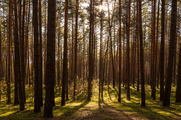 Obraz premium Sunrise or sunset in tall pine forest with long shadows on mossy ground. Nature landscape for tranquility and wilderness. Natural scenic view for wallpaper design.