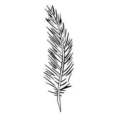 Fototapeta premium Thin strands feather