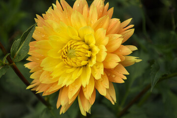 yellow and red flower of decorative dahlia after rain