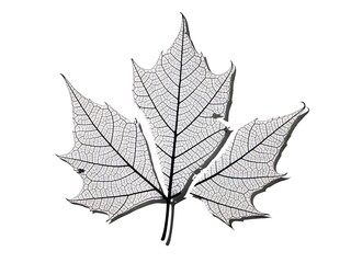 Detailed Skeletonized Maple Leaf Isolated on White Background, Minimalist Art