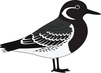 Stylized illustration of a black and white shorebird with prominent white eyering