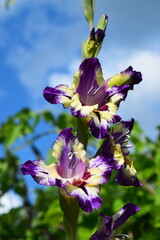 Gladiolus Circus Color Flower Bright