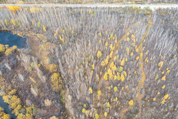 Aerial view of a birch forest in the Greater Khingan Mountains in autumn.