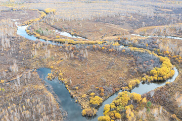 Aerial view of a birch forest in the Greater Khingan Mountains in autumn.