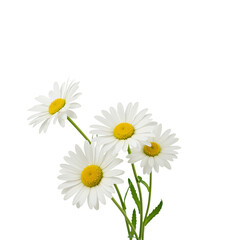 Fototapeta premium Beautiful white daisy flowers with yellow centers on a black background