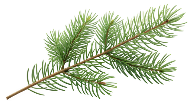 small pine twig isolated on clean white background, minimal natural Christmas element, clean green needles, soft shadow, simple botanical detail
