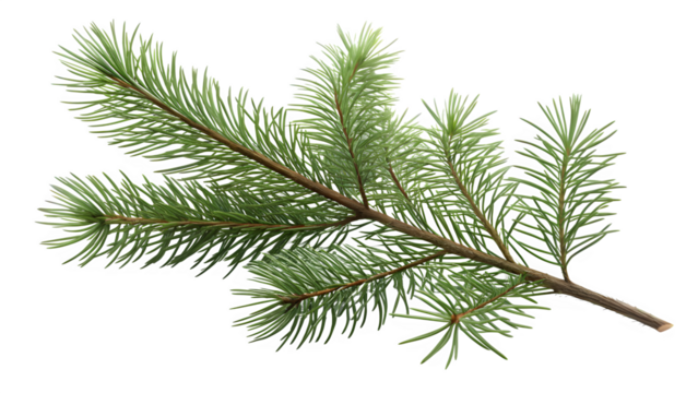 small pine twig isolated on clean white background, minimal natural Christmas element, clean green needles, soft shadow, simple botanical detail
