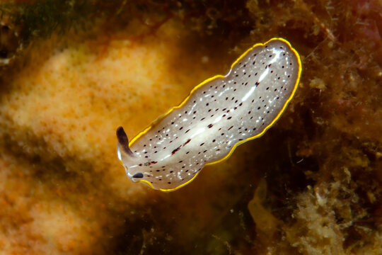 Neon Elegance: Vibrant top-down view of the Prostheceraeus moseleyi flatworm, its yellow-rimmed body spotted with black, gliding over a red reef structure