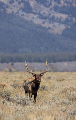 Bull Elk During the Rut in Grand Teton National Park Wyoming in Autumn