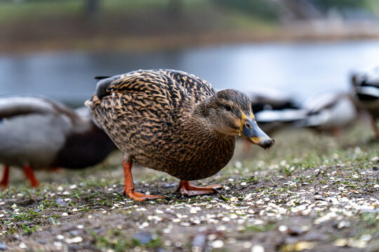 Close-Up of Female Mallard Duck Feeding on Ground Near Water in Natural Habitat