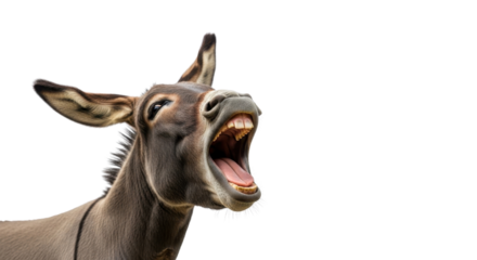 Donkey roaring showing its teeth isolated PNG with Transparent Background