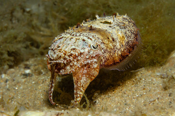 Camouflage Masterpiece: Full-frame close-up of the Sepia officinalis (Common Cuttlefish), showing its granular skin texture and perfect color adaptation on the sandy bottom