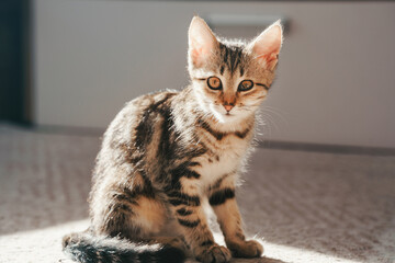 A sick kitten with an eye infection sits on a carpet in the sunlight