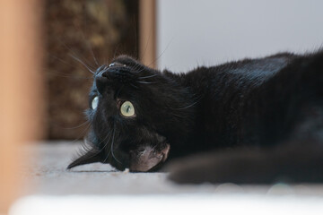 A Black Cat Laying on the Floor with Its Head Tilted, Capturing a Moment of Curiosity and Playfulness in a Cozy Interior Setting