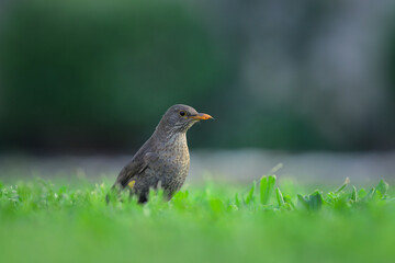 Wild blackbird searching food in meadow grass with evening light in Cres Croatia