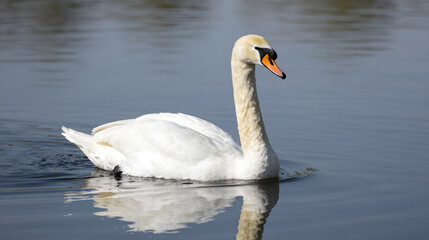 Naklejka premium White swan gliding peacefully across still water elegant photo